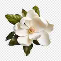 Free PSD magnolia flower png isolated on transparent background