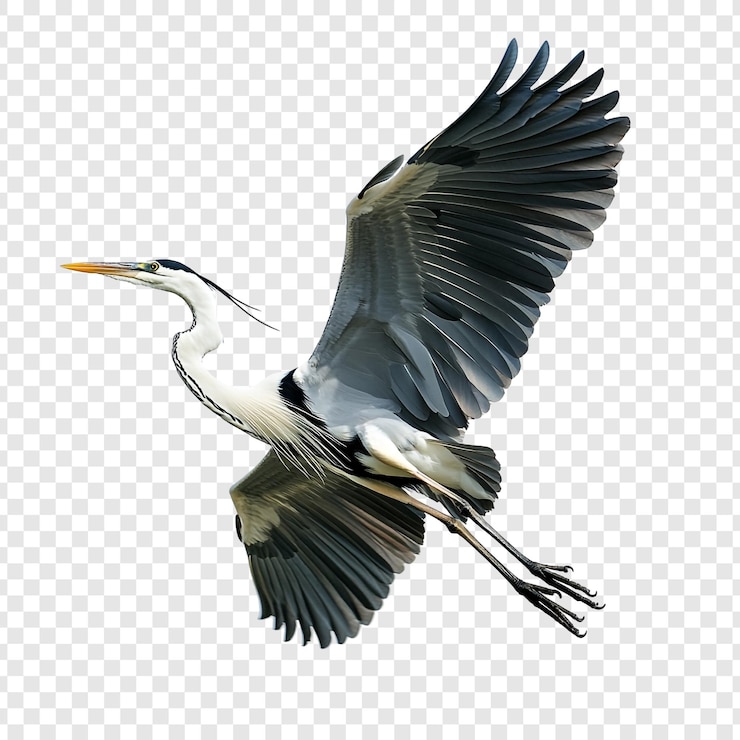 Free PSD majestic grey heron in flight a stunning avian portrait