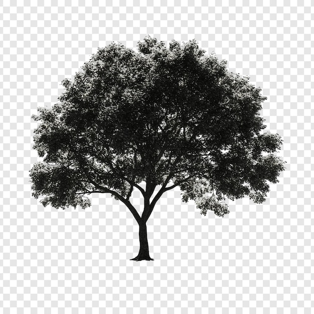 Majestic Silhouette of a Tree