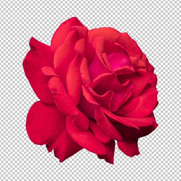 Maroon rose flower isolated rendering