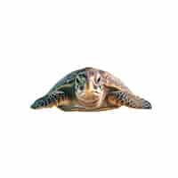 Free PSD marvelous turtle swimming