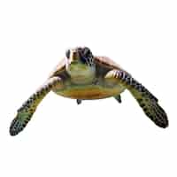 Free PSD marvelous turtle swimming