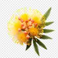 Free PSD mimosa flower isolated on transparent background