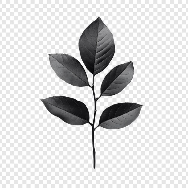 Monochromatic Leaf Branch A Study in Dark Greenery