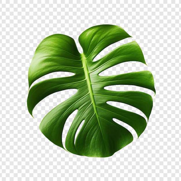 Free PSD monstera deliciosa png isolated on transparent background