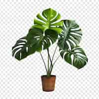 PSD gratuito monstera deliciosa png isolata su sfondo trasparente