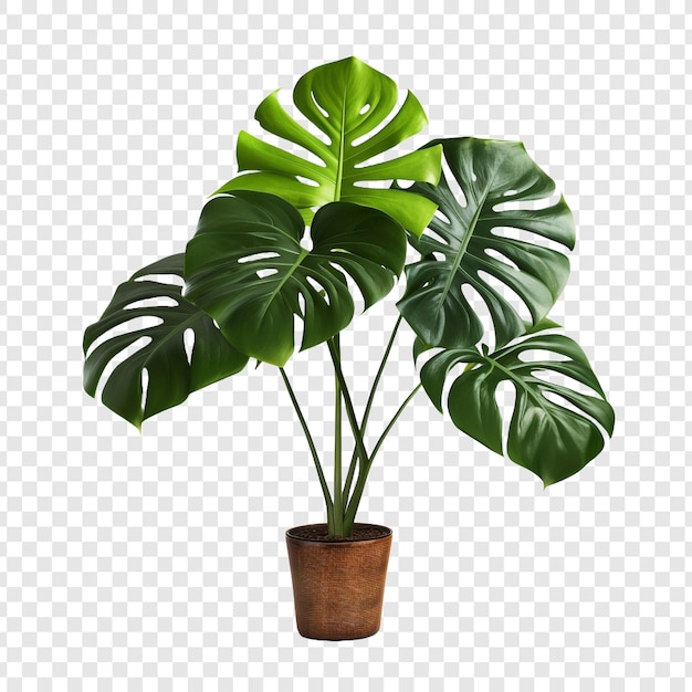 Monstera Deliciosa png 투명한 배경에 고립되어 있습니다.