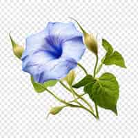 Free PSD morning glory flower isolated on transparent background