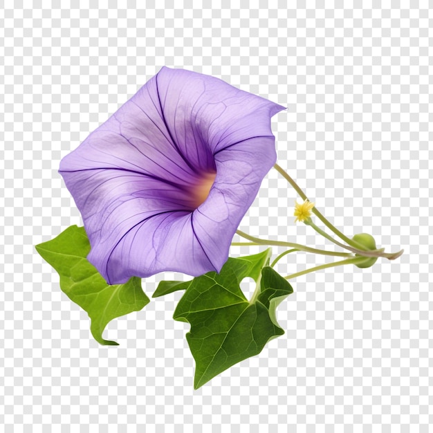 Free PSD morning glory flower png isolated on transparent background