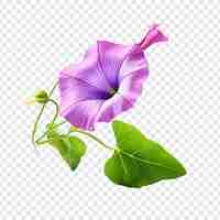 PSD gratuito morning glory flower png isolato su sfondo trasparente