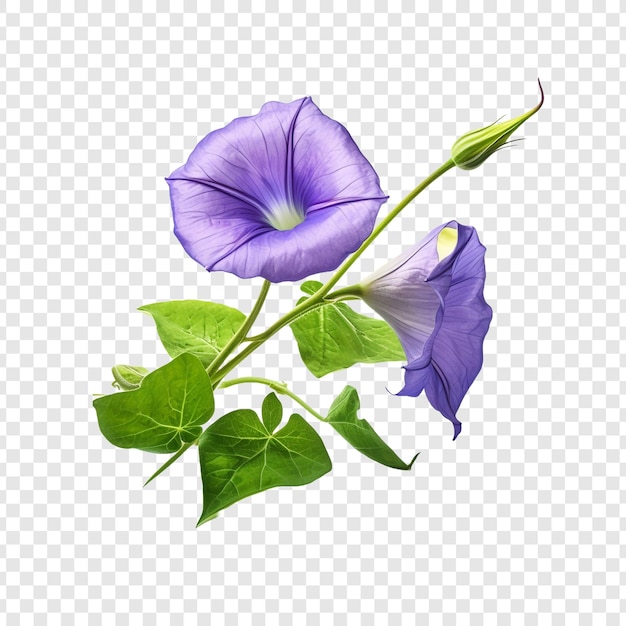 PSD gratuito morning glory flower png isolato su sfondo trasparente