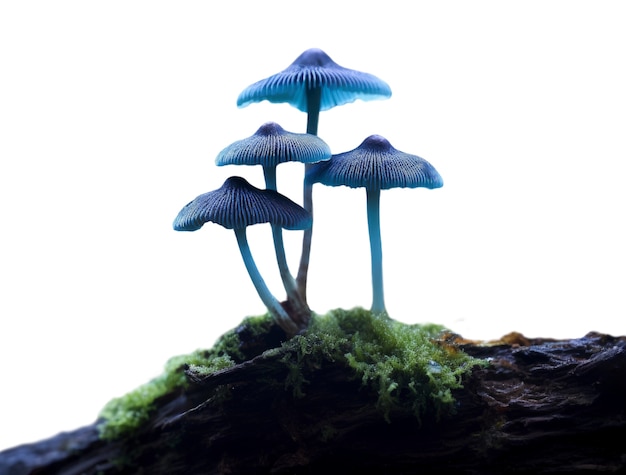 PSD gratuito funghi isolati
