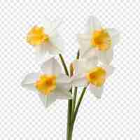 Free PSD narcissus flower isolated on transparent background