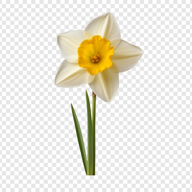 Free PSD narcissus flower isolated on transparent background