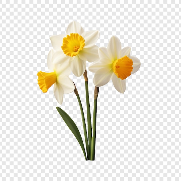 Free PSD narcissus flower png isolated on transparent background