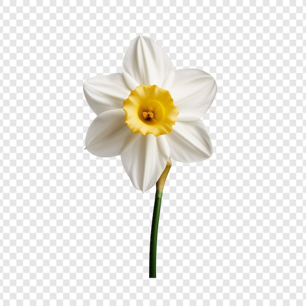 Free PSD narcissus flower png isolated on transparent background