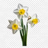 Free PSD narcissus flower png isolated on transparent background