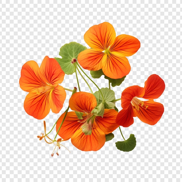 Free PSD nasturtium flower isolated on transparent background