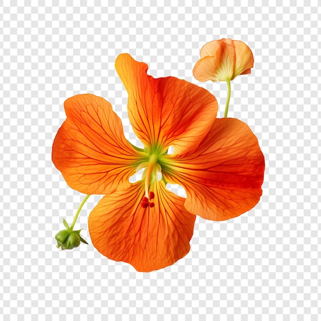 Fiore di nasturtium png isolato su sfondo trasparente