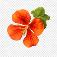 Free PSD nasturtium flower png isolated on transparent background