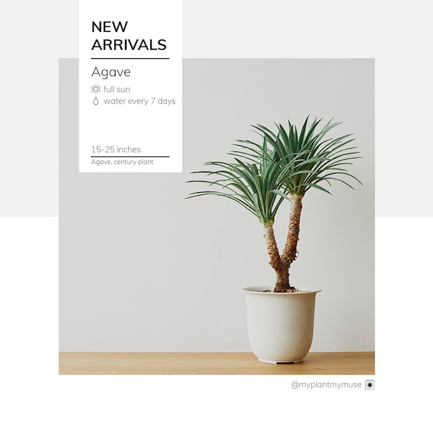 New arrivals template psd with agave tree