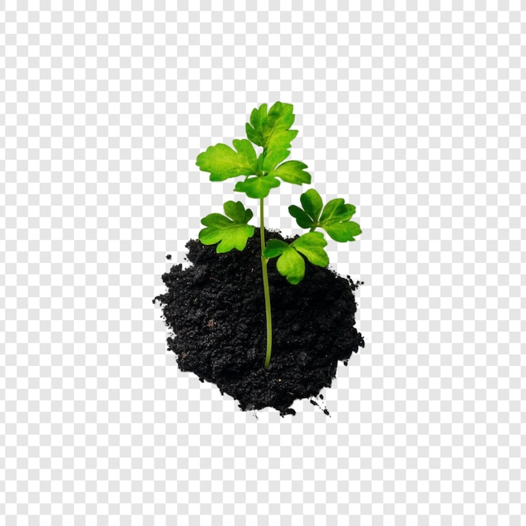Free PSD new life a tiny sprout emerging from the soil