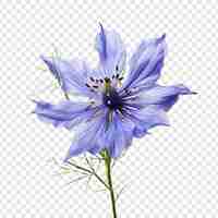 Free PSD nigella flower isolated on transparent background