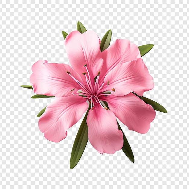 無料PSD 透明な背景に分離されたキョウチクトウの花