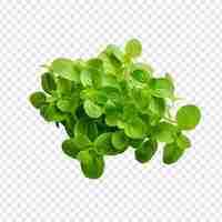 Free PSD oregano isolated on transparent background