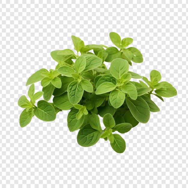 Oregano isolated on transparent background