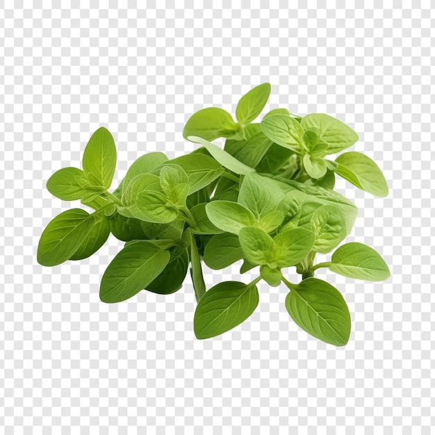 Free PSD oregano isolated on transparent background