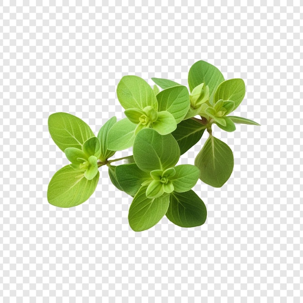 Free PSD oregano isolated on transparent background