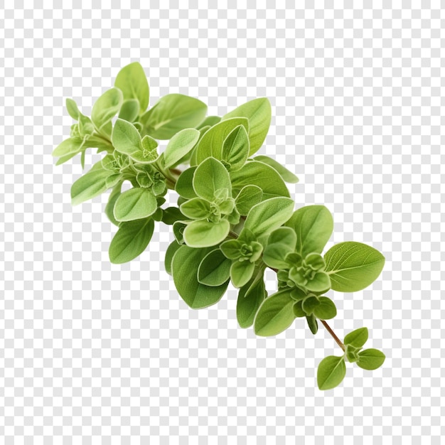 Free PSD oregano that has been dried isolated on transparent background