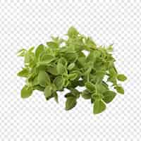 Free PSD oregano that has been dried isolated on transparent background