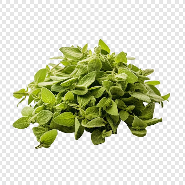 Oregano that has been dried isolated on transparent background