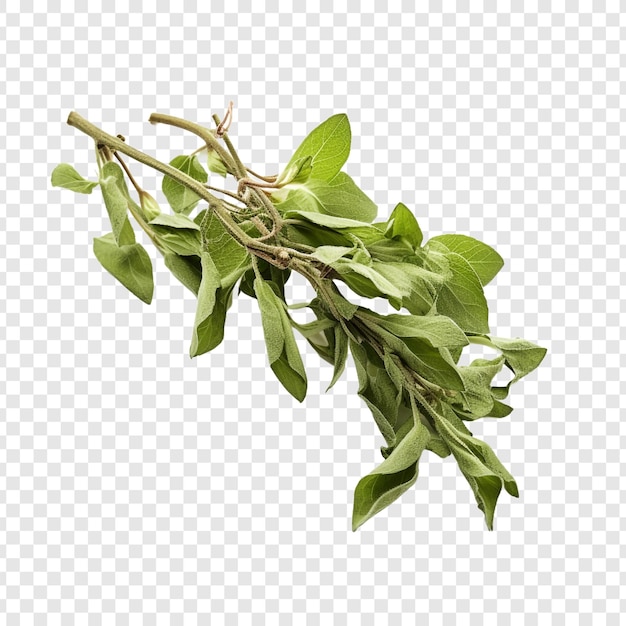 Oregano that has been dried isolated on transparent background