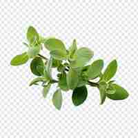 Free PSD oregano that has been dried isolated on transparent background