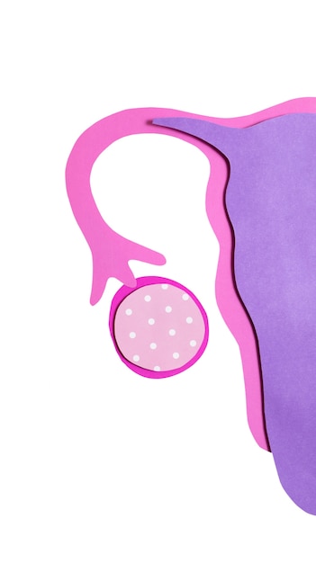 무료 PSD 난소와 자궁 모양을 분리합니다.