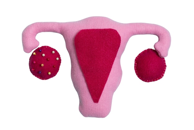 Free PSD ovaries and uterus shape isolated