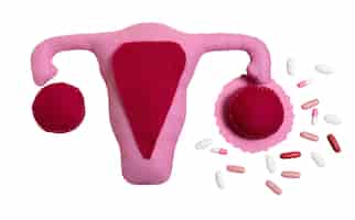 Free PSD ovaries and uterus shape isolated