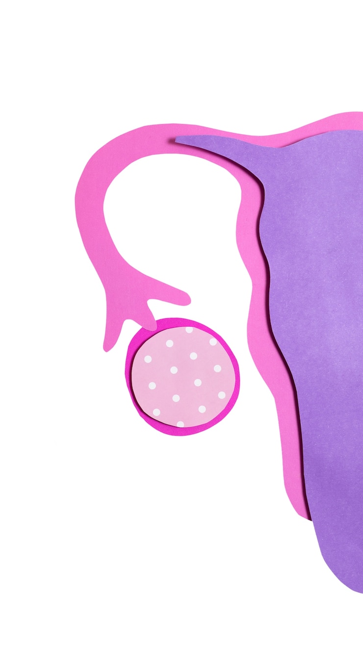Free PSD ovaries and uterus shape isolated