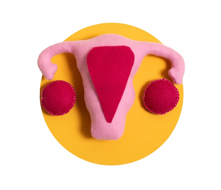Free PSD ovaries and uterus shape isolated