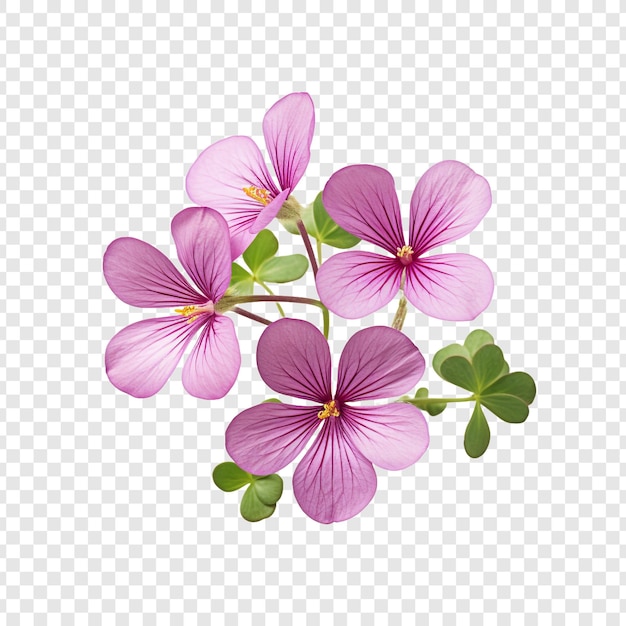 Fiore di oxalis isolato su sfondo trasparente