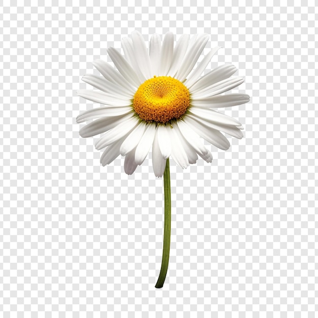 Oxeye flower isolated on transparent background