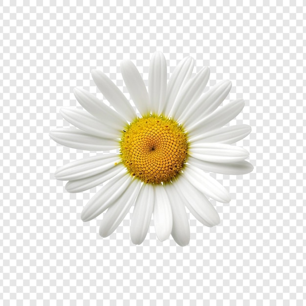 Free PSD oxeye flower isolated on transparent background