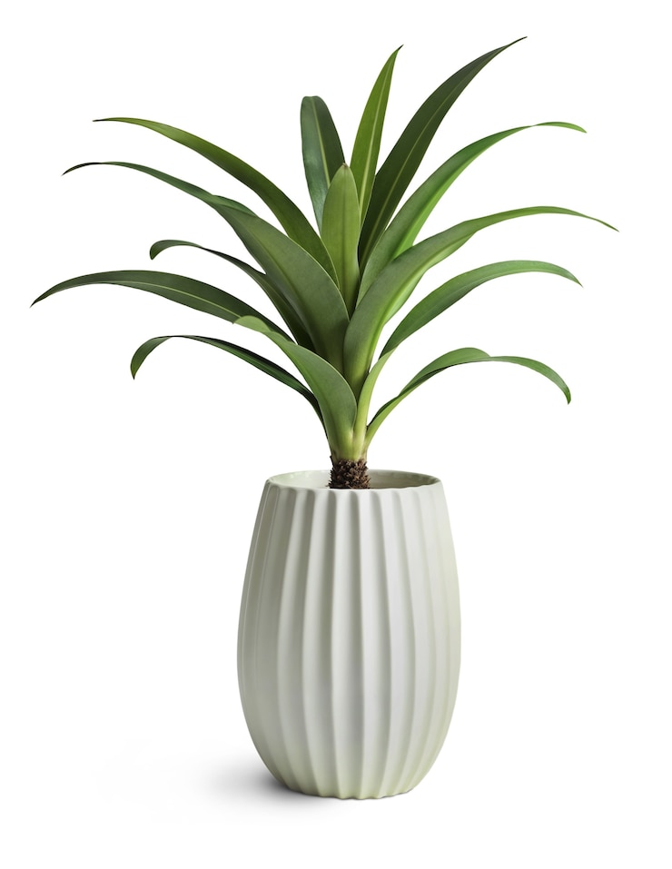 Free PSD palm tree in pot isolated