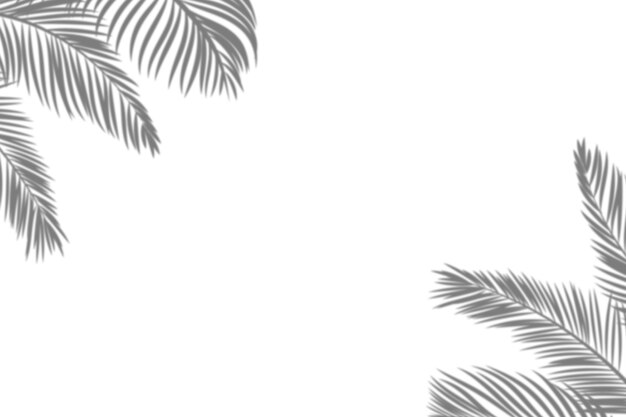 Palm tree shadows border isolated