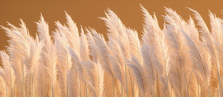 Free PSD pampas grass minimalist background generative ai
