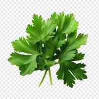 Free PSD parsley leaves in a closeup isolated on transparent background