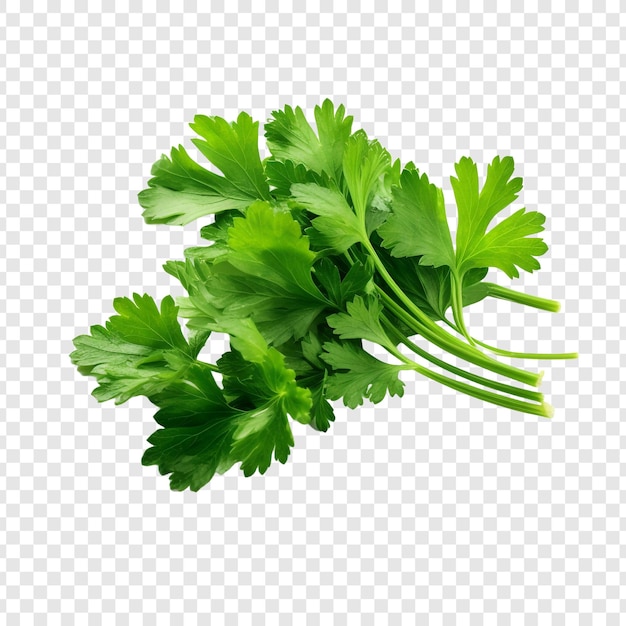 Free PSD parsley leaves in a closeup isolated on transparent background